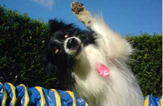 Adestra Meu Cachorro - Foto 1