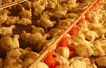 Avícola Laticínios Athie - Foto 1