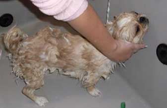 Tric Trics E Firulas Pet Store - Foto 1