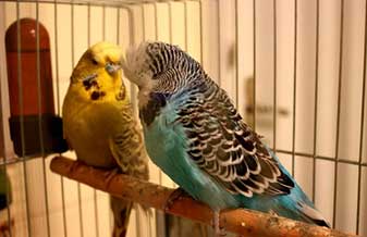 Recanto Das Aves - Foto 1