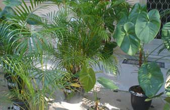 Klaas Flores E Plantas - Foto 1