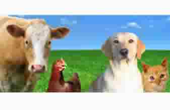 Clínica Veterinária Metrô Carrão - Foto 1
