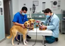 hospital veterinário 24 horas
