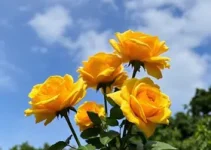 carnaval de São Paulo