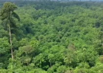 O Diário De Pilar Na Amazônia